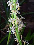 Sansevieria grandicuspis