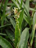 Sansevieria grandicuspis