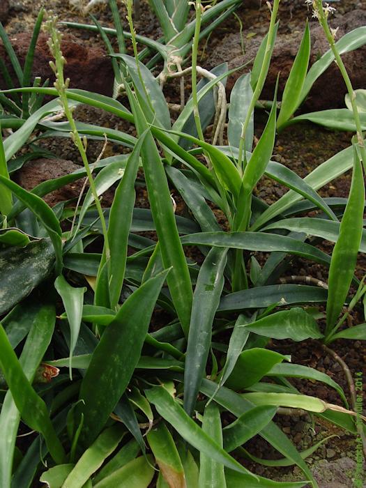 Sansevieria grandicuspis