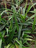 Sansevieria grandicuspis