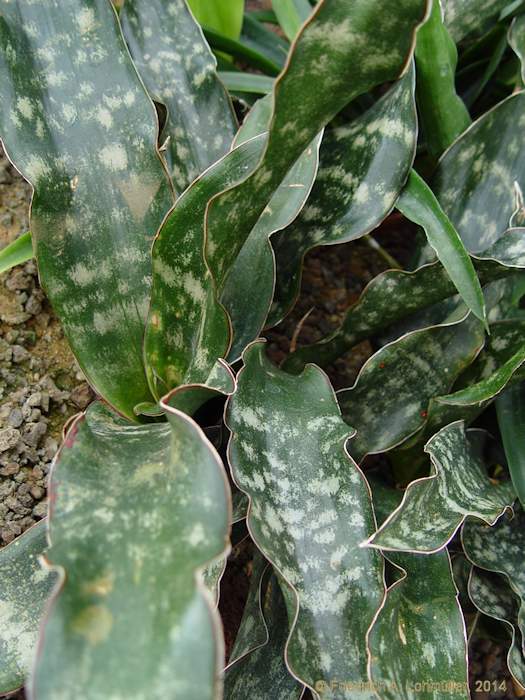 Sansevieria kirkii var. pulchra