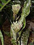 Sansevieria kirkii var. pulchra