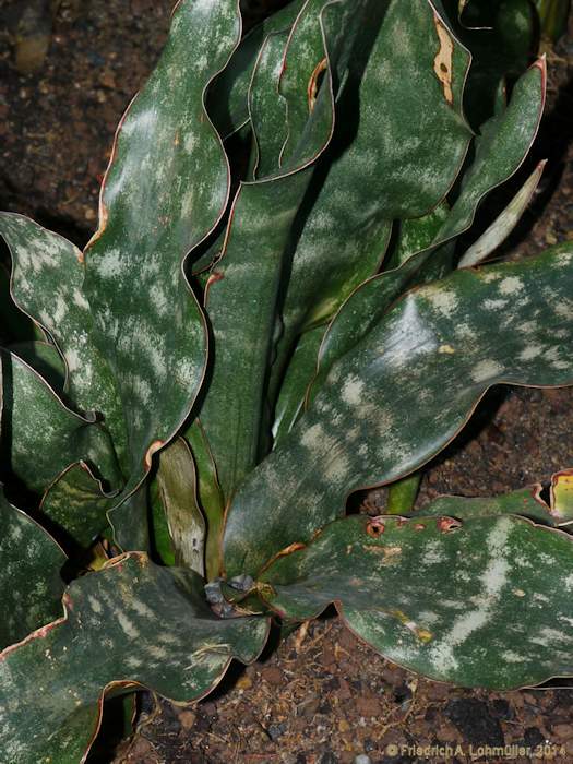 Sansevieria kirkii var. pulchra