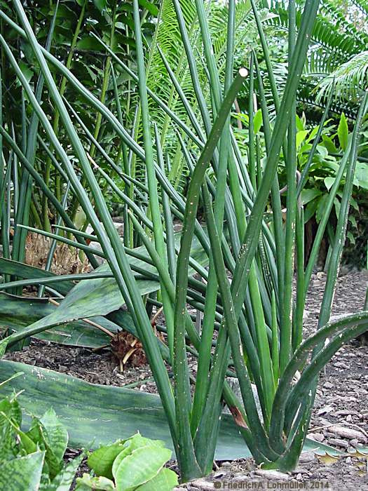 Sansevieria schweinfurtii