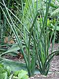 Sansevieria schweinfurtii