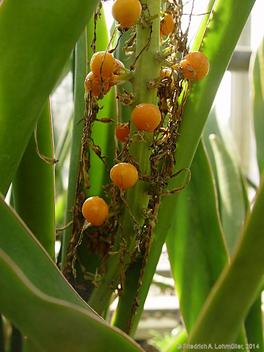 Sansevieria schweinfurtii