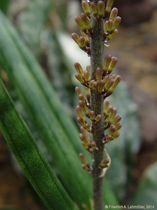 Sansevieria suffruticosa