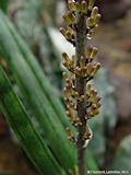 Sansevieria suffruticosa