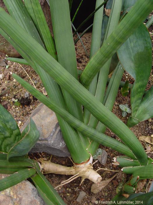 Sansevieria suffruticosa