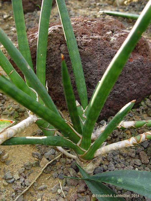 Sansevieria suffruticosa