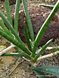 Sansevieria suffruticosa