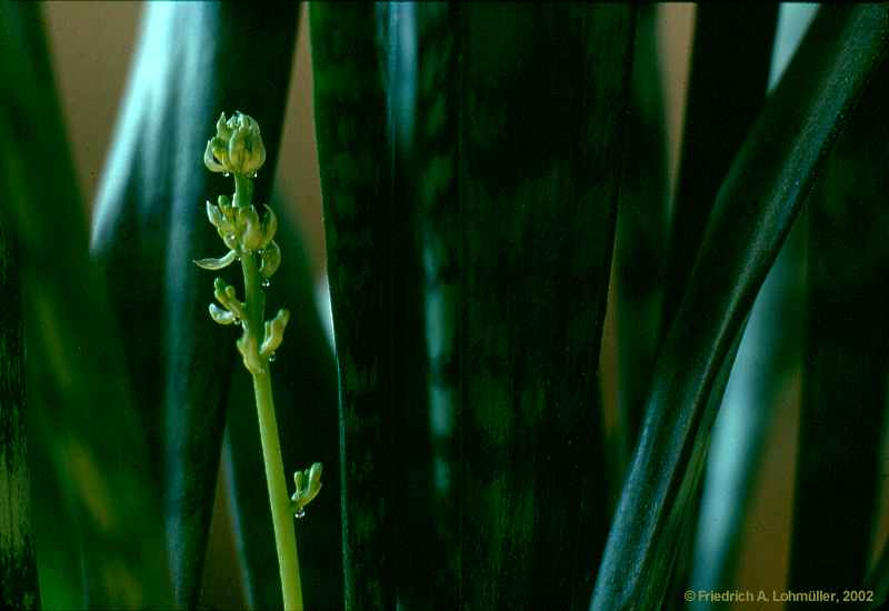 Sansevieria trifasciata