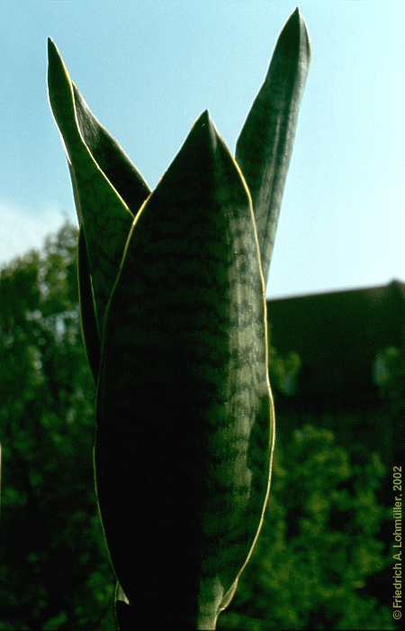 Sansevieria trifasciata