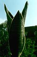 Sansevieria trifasciata