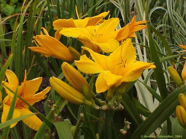 Hemerocallis hybr.