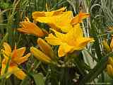 Hemerocallis hybr.