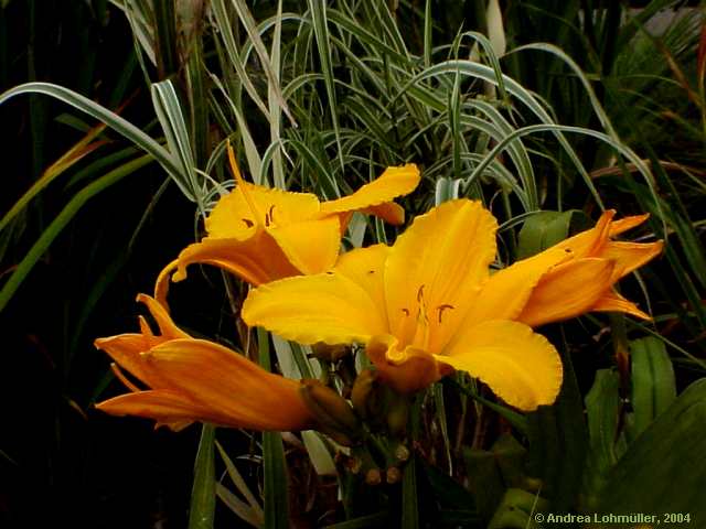 Hemerocallis hybr.