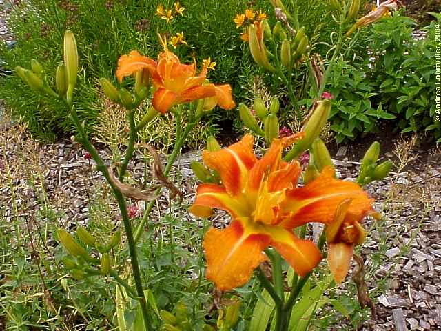 Hemerocallis hybr.