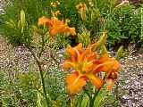 Hemerocallis hybr.