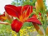 Hemerocallis hybr.