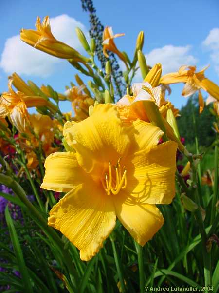 Hemerocallis hybr.