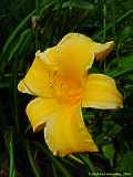 Hemerocallis hybr.