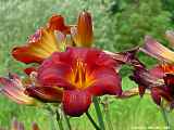 Hemerocallis hybr.