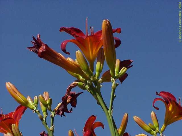 Hemerocallis hybr.