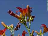 Hemerocallis hybr.