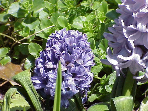 Hyacinthus orientalis cv.