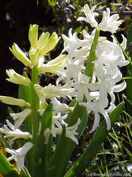 Hyacinthus orientalis cv.