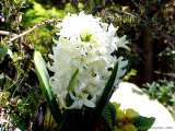 Hyacinthus - Hyacints - Hyazinten