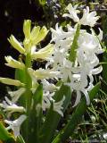 Hyacinthus - Hyacints - Hyazinthen