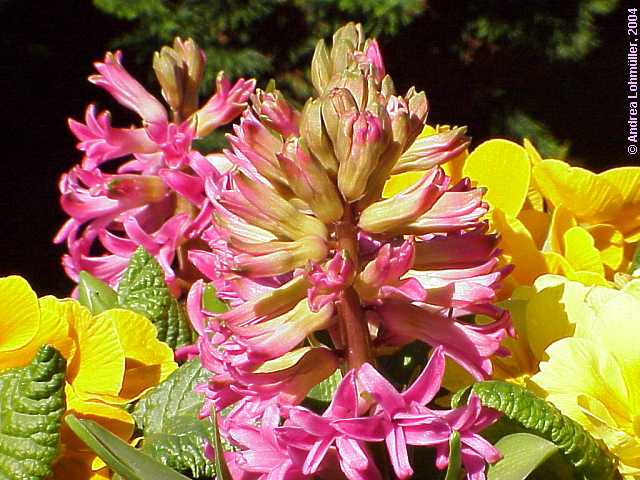 Hyacinthus orientalis cv.