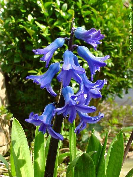 Hyacinthus orientalis cv.