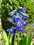 Hyacinthus - Hyacinths - Hyazinten