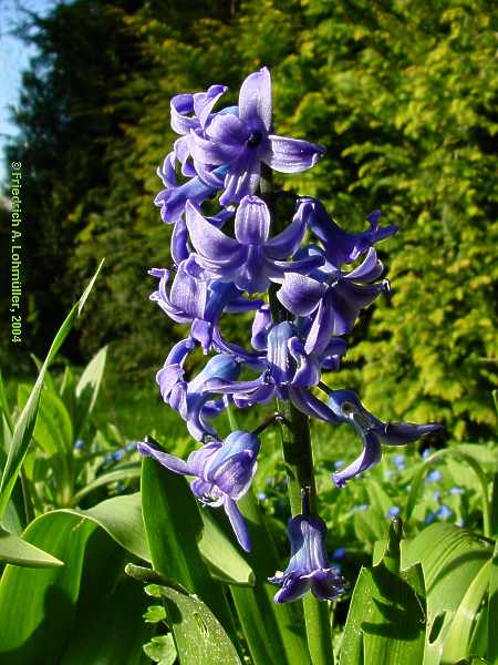 Hyacinthus orientalis cv.