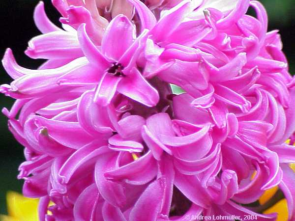 Hyacinthus orientalis cv.