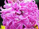 Hyacinthus orientalis cv.