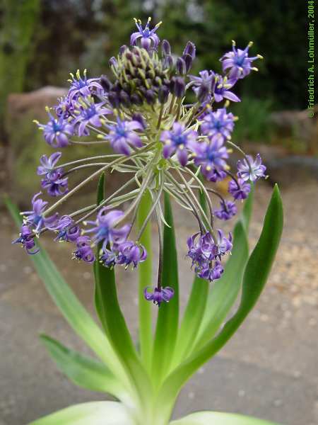 Scilla peruviana