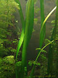 Vallisneria americana