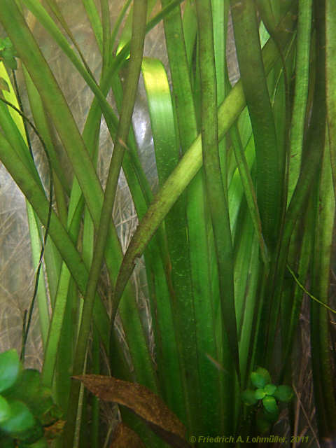 Vallisneria americana