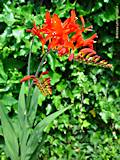 Crocosmia crocosimiiflora