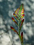 Crocosmia crocosimiiflora