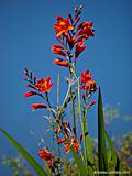 Crocosmia crocosimiiflora