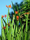 Crocosmia crocosimiiflora