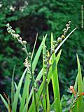 Crocosmia crocosimiiflora