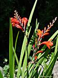 Crocosmia crocosimiiflora