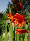 Crocosmia crocosimiiflora