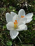 Crocus vernus